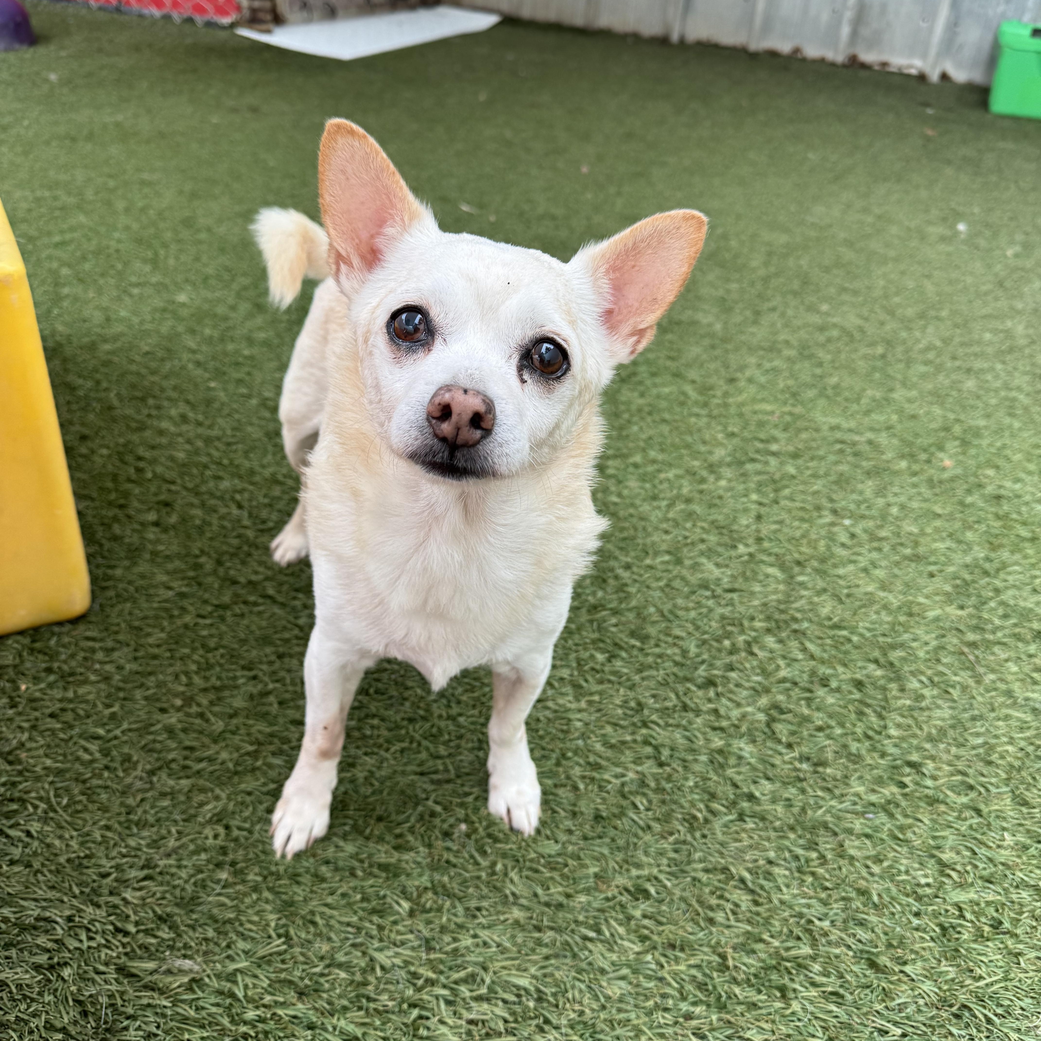Rambo, a ADOPTABLE mixed breed in Baton Rouge, LA image 1/3