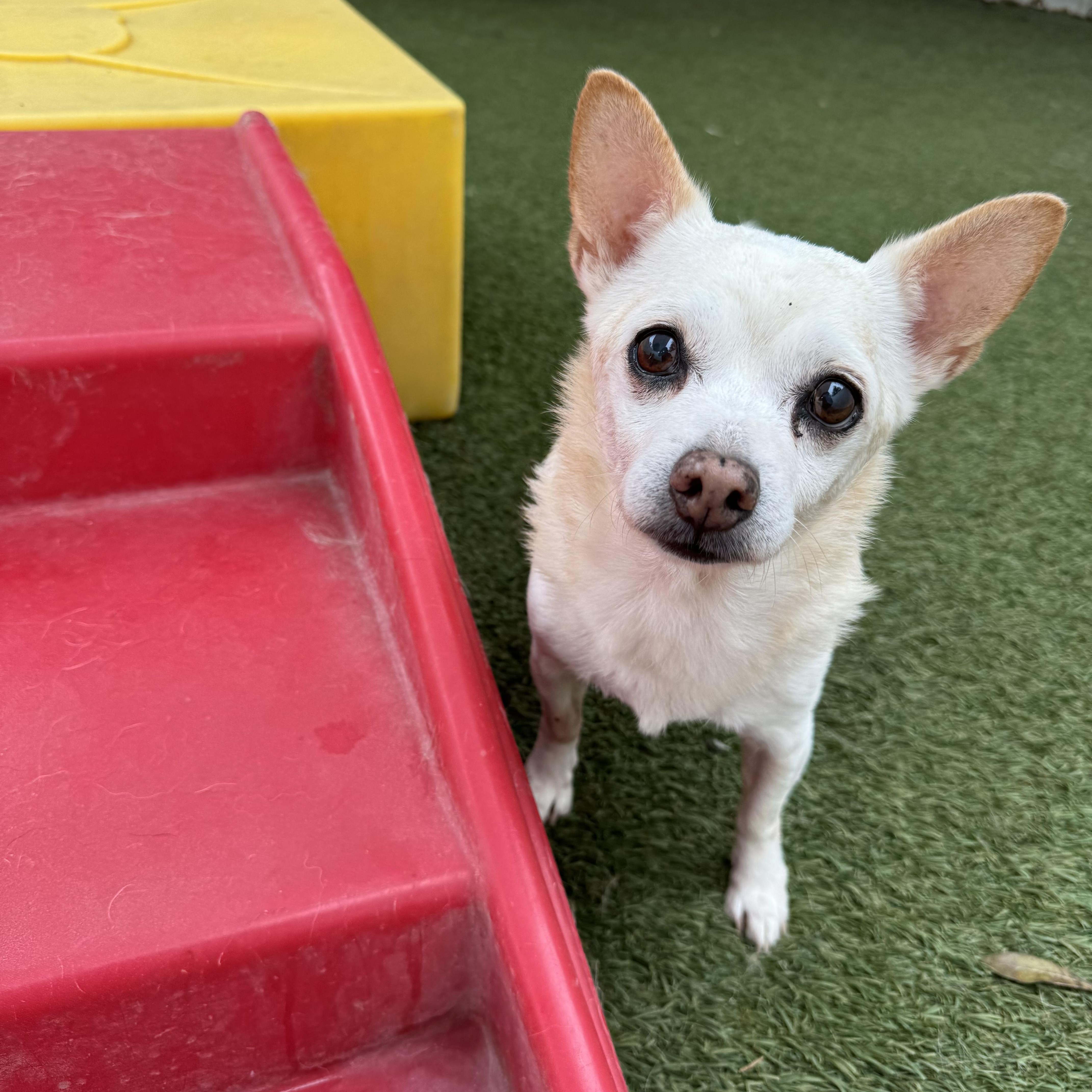 Rambo, a ADOPTABLE mixed breed in Baton Rouge, LA image 3/3
