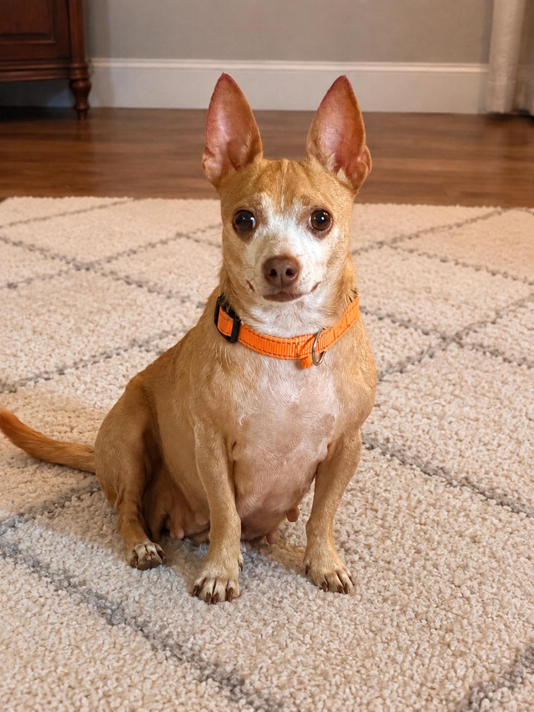 Chloe, ADOPTABLE, Adult Female Chiweenie.