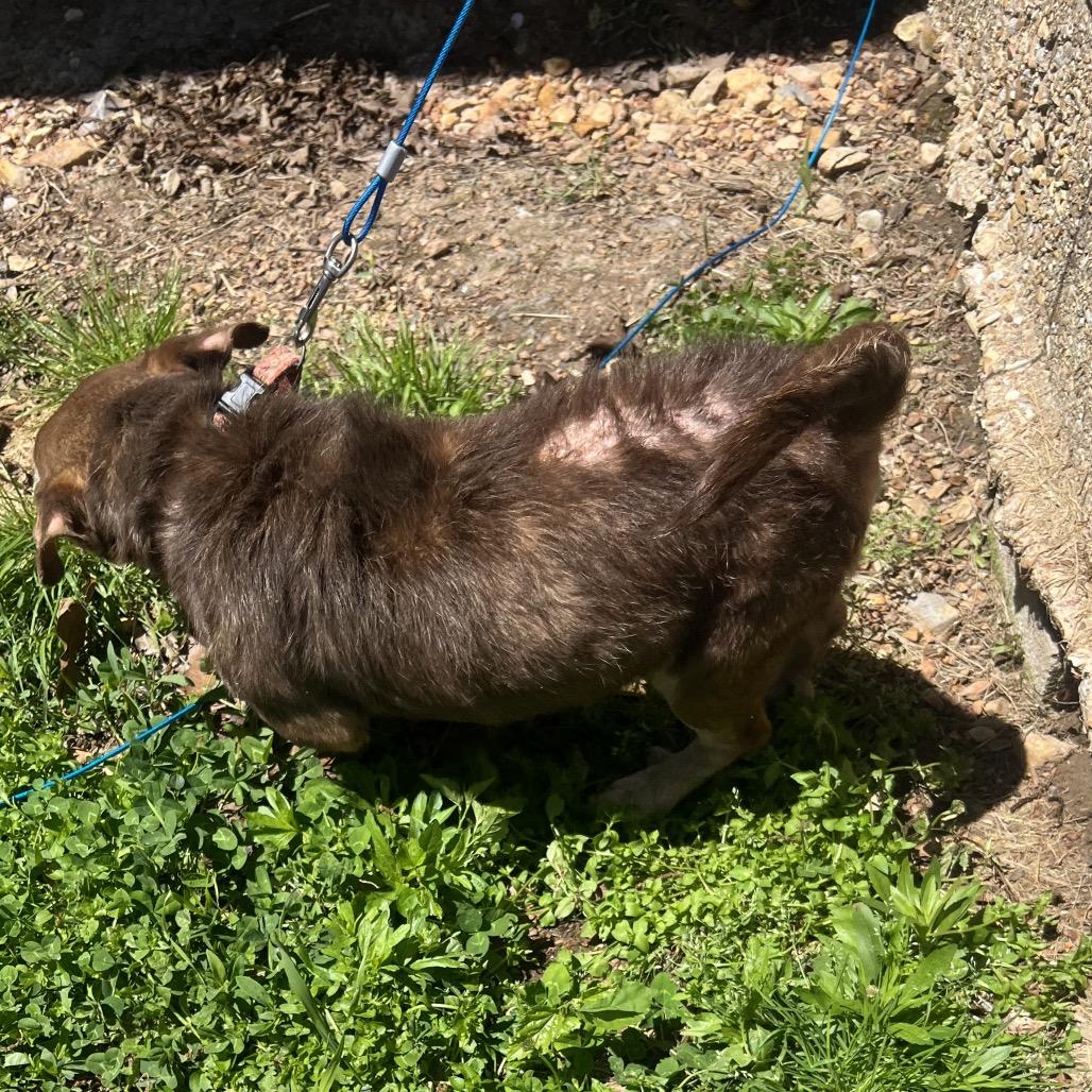 Enlarge Peanut, a Adoptable Chihuahua in West Plains, MO image 2/6