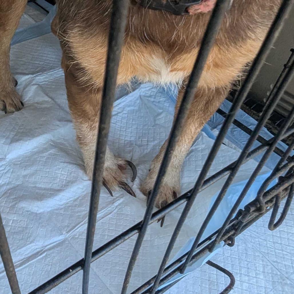 Enlarge Peanut, a Adoptable Chihuahua in West Plains, MO image 3/6