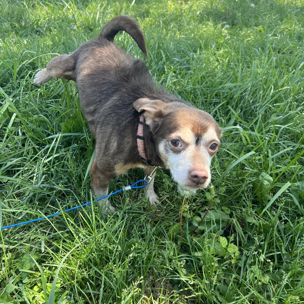 Enlarge Peanut, a Adoptable Chihuahua in West Plains, MO image 5/6