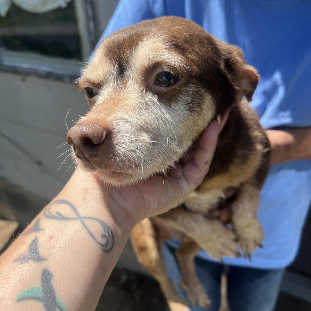 Enlarge Peanut, a Adoptable Chihuahua in West Plains, MO image 6/6