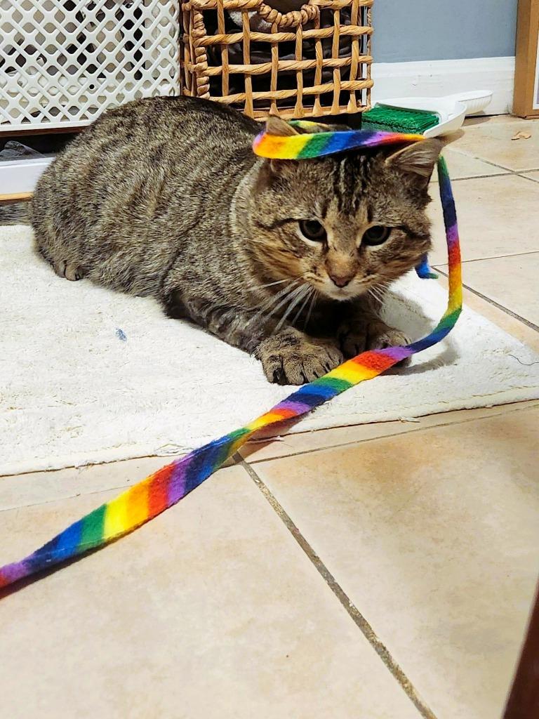 Ernest, Adoptable, Adult Male Domestic Short Hair.