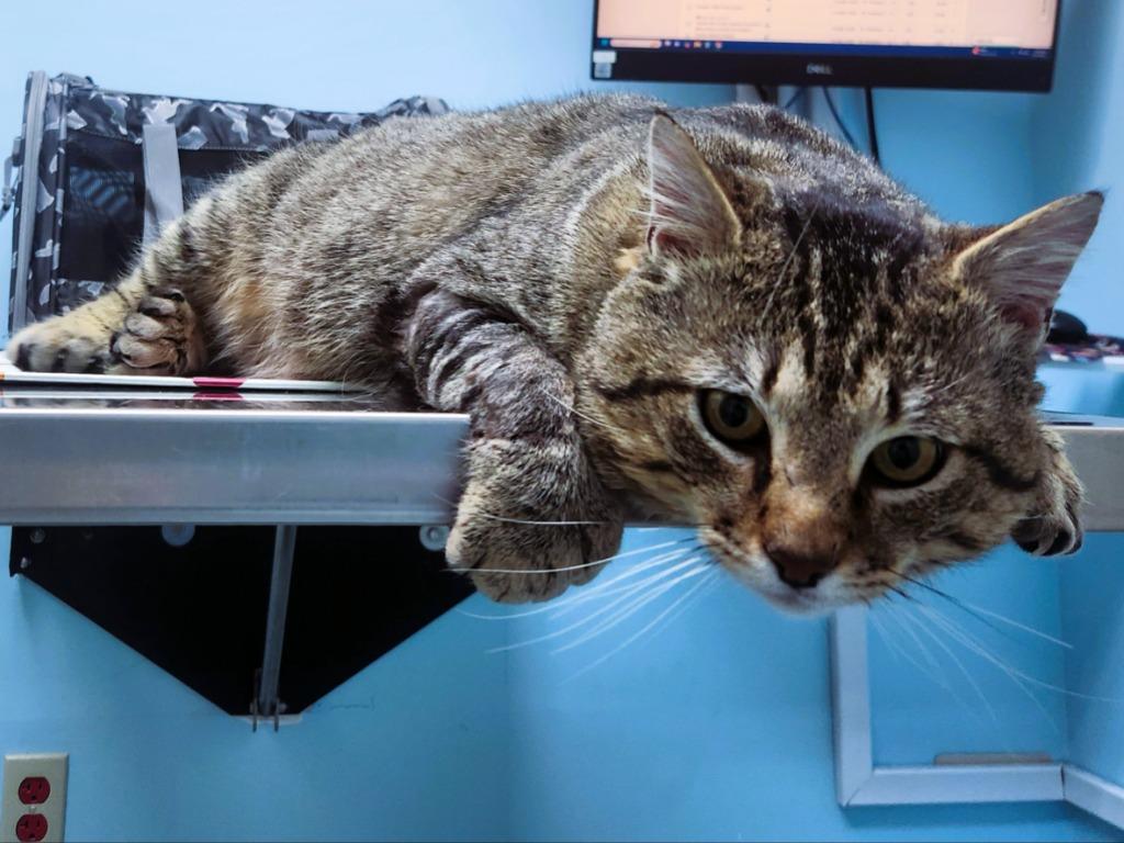 Enlarge Ernest, a Adoptable mixed breed in Pawtucket, RI image 3/6