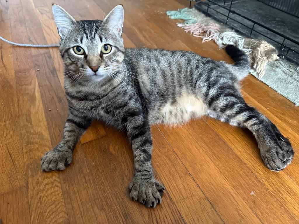 Ernest, a Adoptable mixed breed in Pawtucket, RI image 5/6
