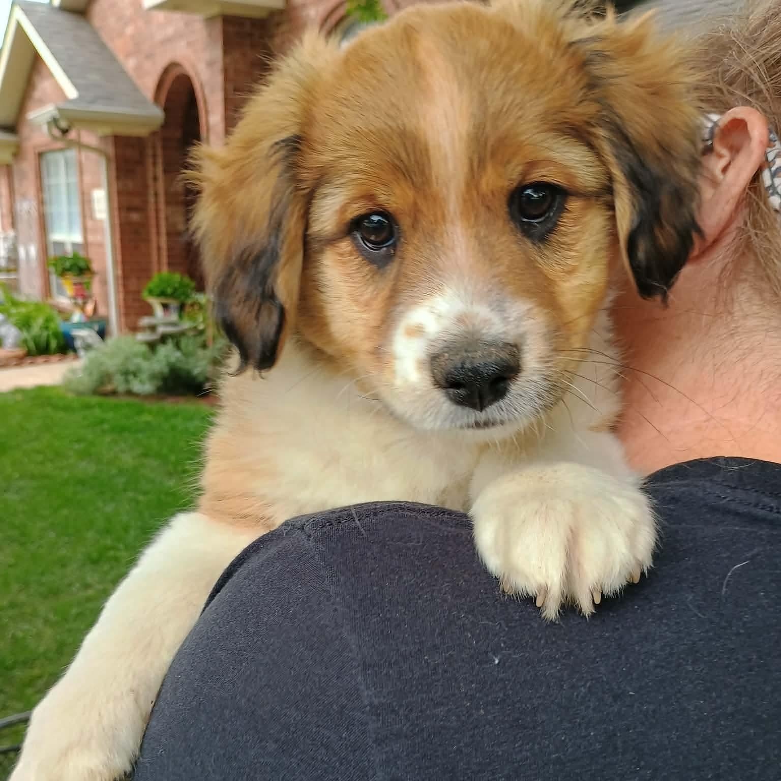 Patch, Adoptable, Puppy Male Shih Tzu & Collie.