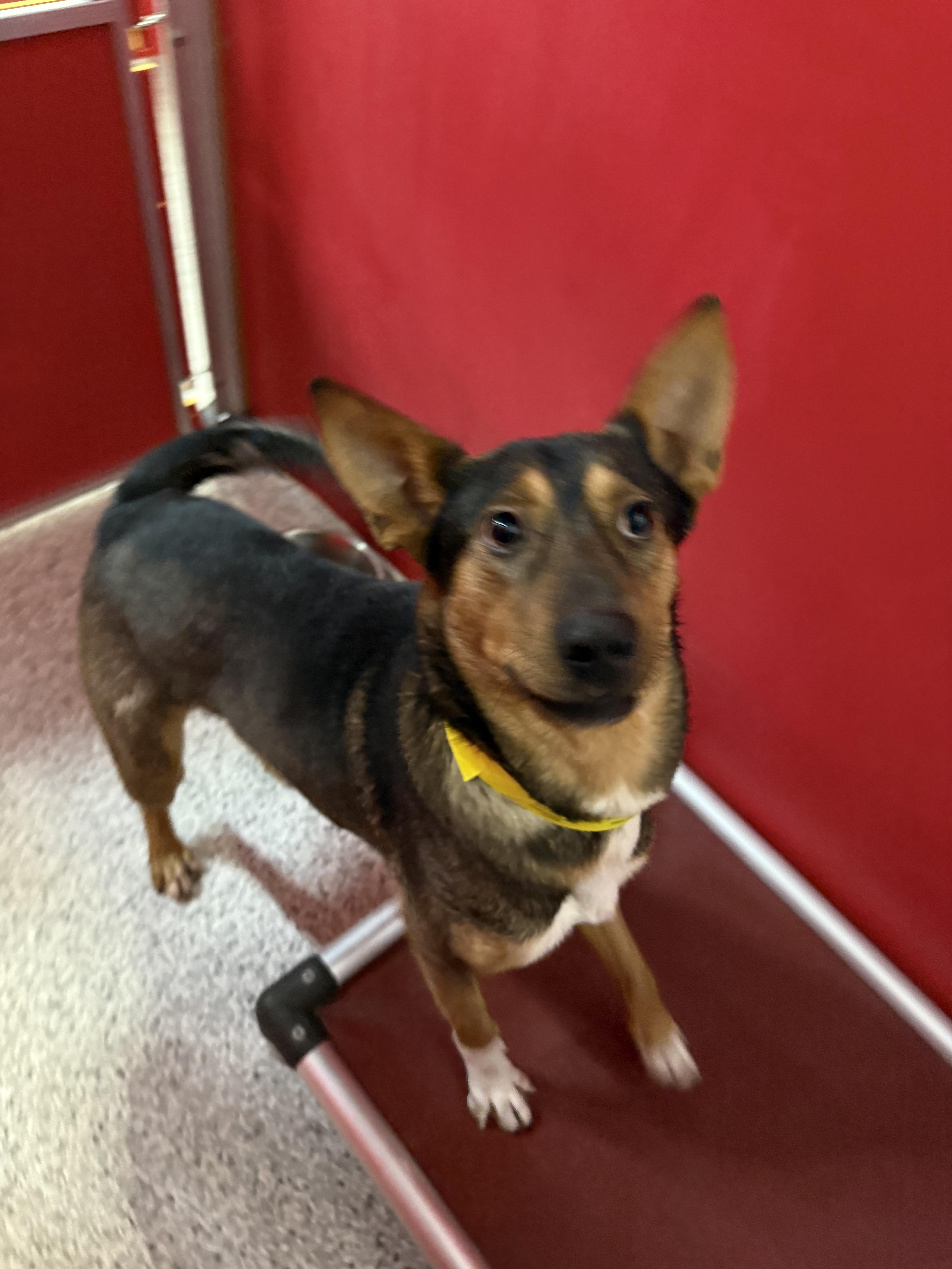 Enlarge Palo, a ADOPTABLE mixed breed in Carrollton, TX image 2/3