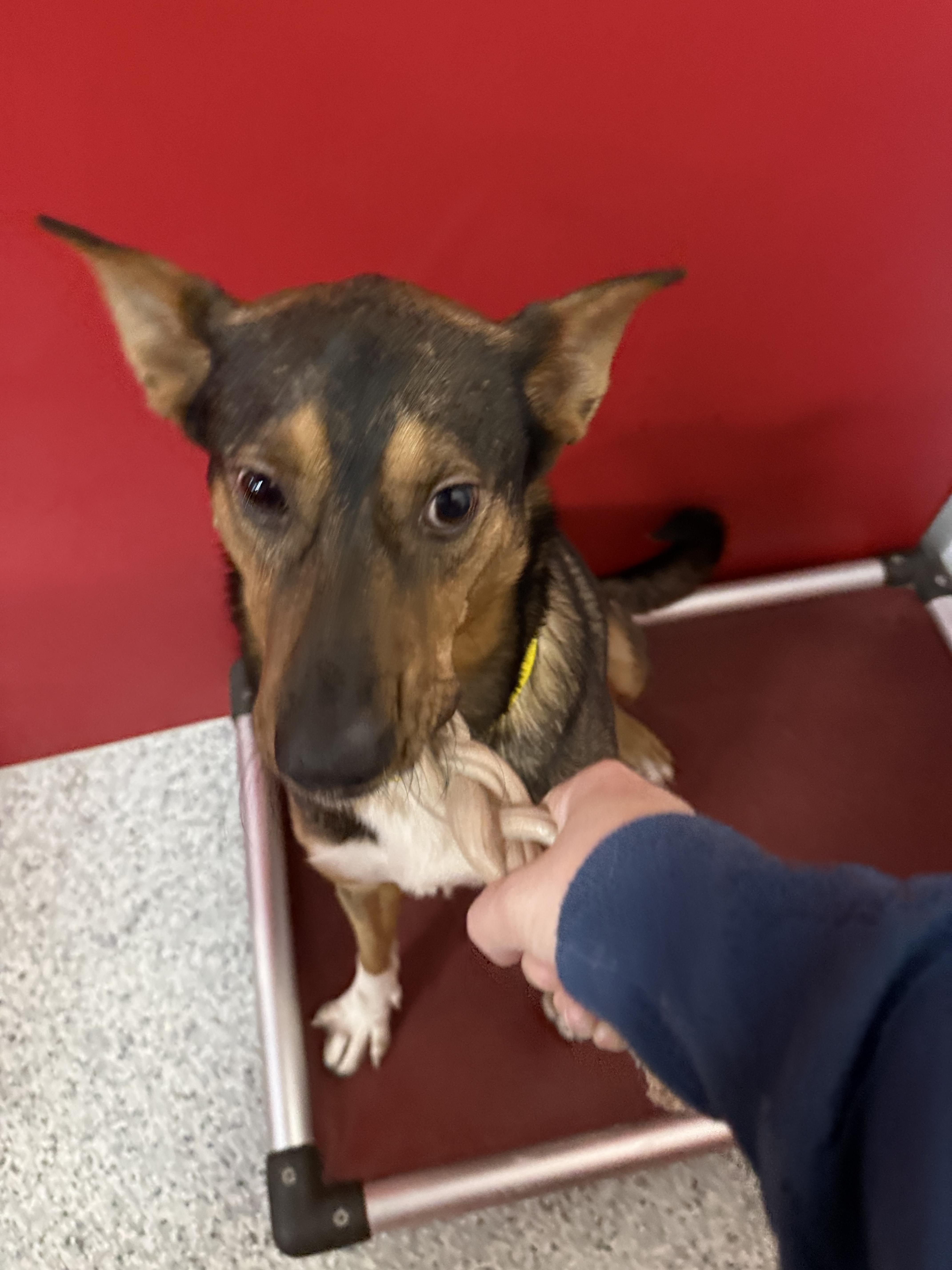 Enlarge Palo, a ADOPTABLE mixed breed in Carrollton, TX image 3/3