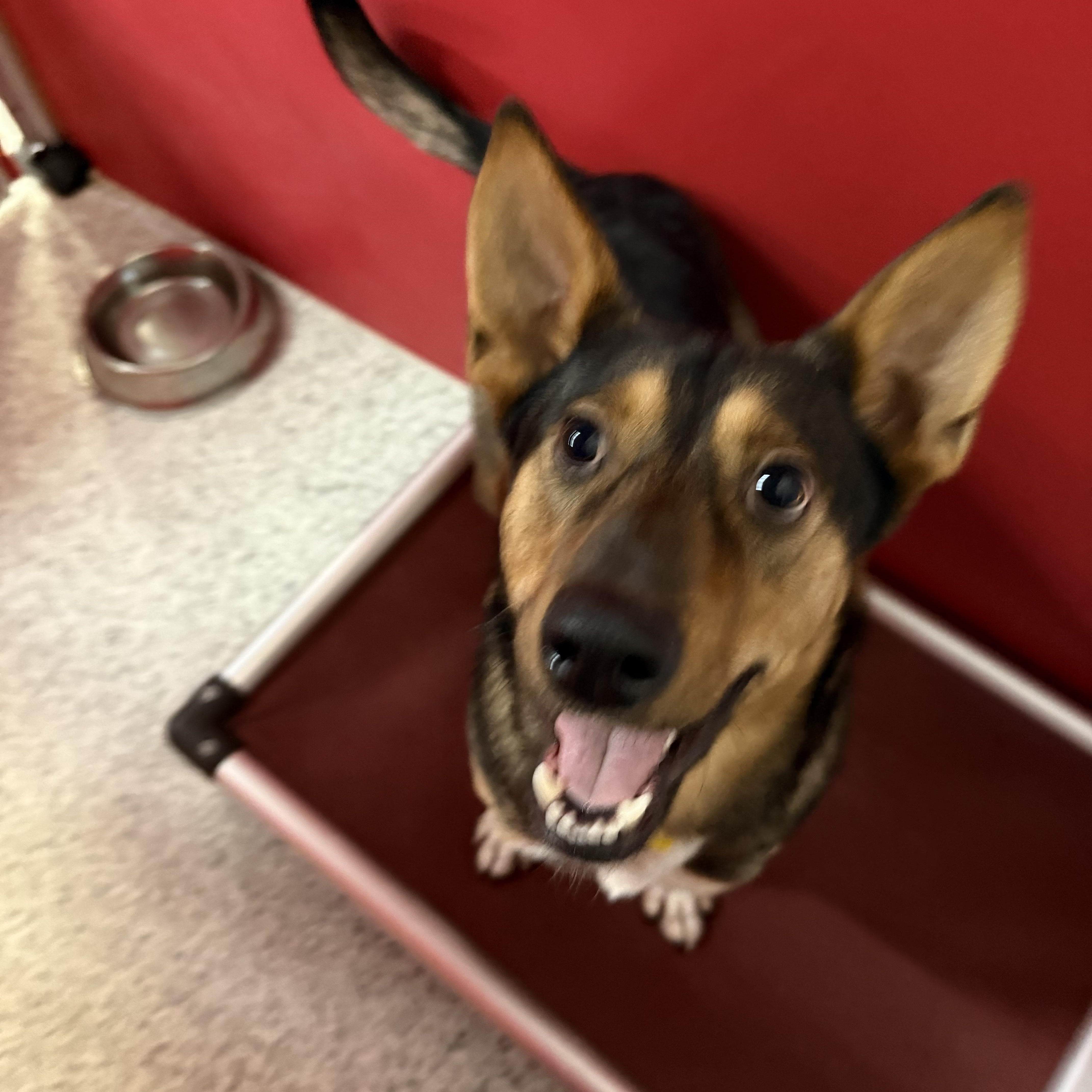 Enlarge Palo, a ADOPTABLE mixed breed in Carrollton, TX image 1/3