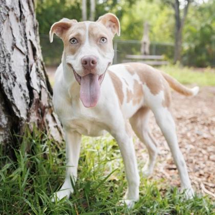 Enlarge Sailor, a Adoptable mixed breed in Largo, FL image 1/3