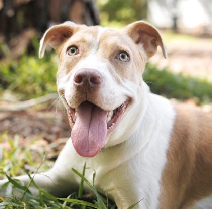 Enlarge Sailor, a Adoptable mixed breed in Largo, FL image 2/3