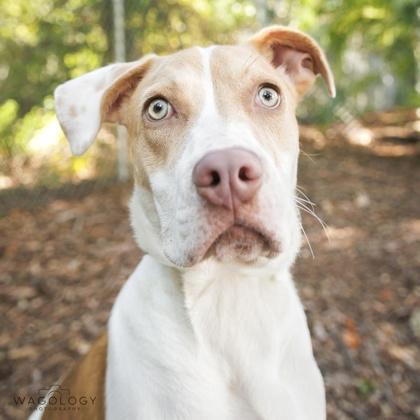 Enlarge Sailor, a Adoptable mixed breed in Largo, FL image 3/3