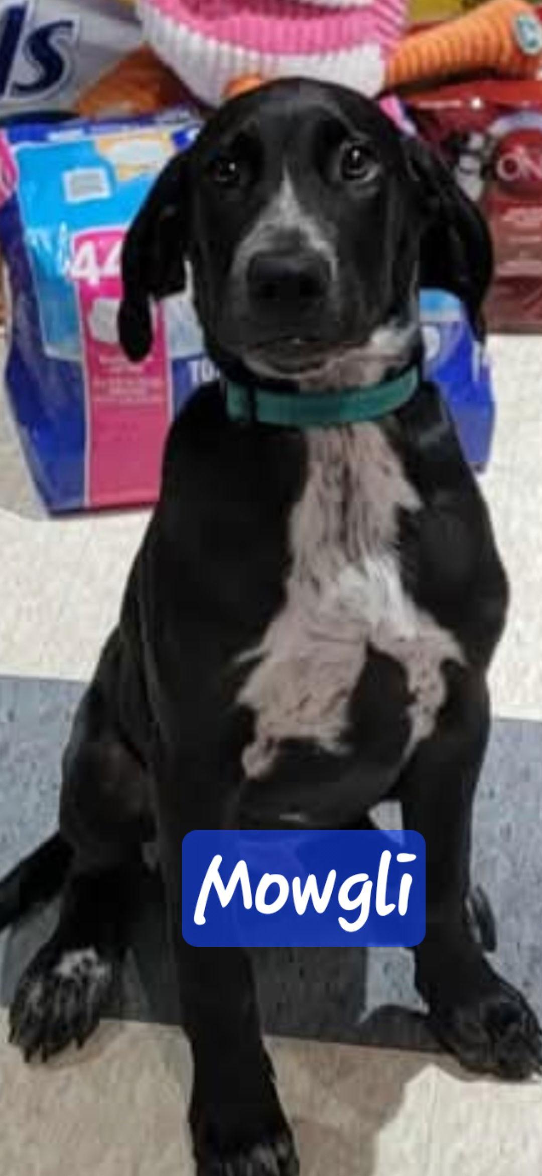 Mowgli, a Adoptable Labrador Retriever in Brooksville, FL image 1/2