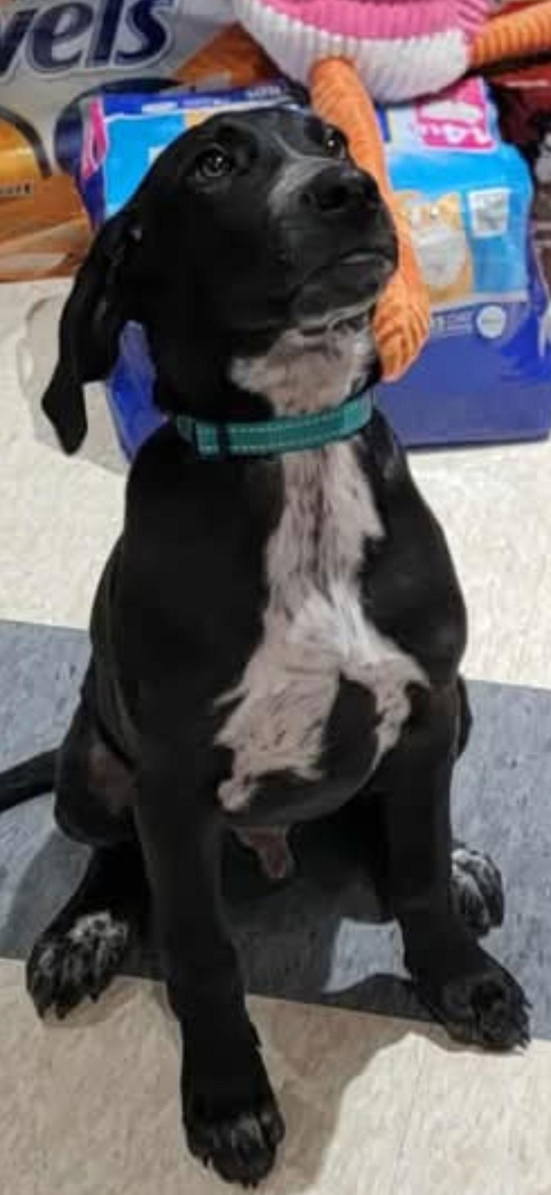 Mowgli, a Adoptable Labrador Retriever in Brooksville, FL image 2/2