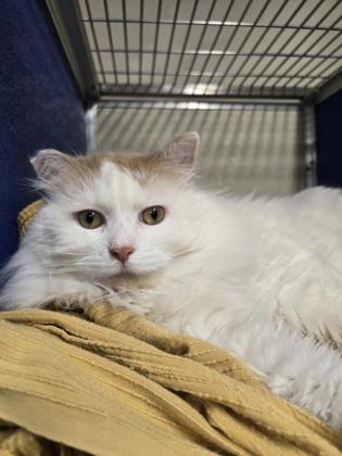 Kobo OF87, Adoptable, Adult Male Domestic Long Hair & Domestic Short Hair.