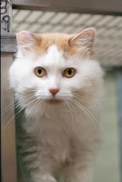 Kobo OF87, Adoptable, Adult Male Domestic Long Hair & Domestic Short Hair.