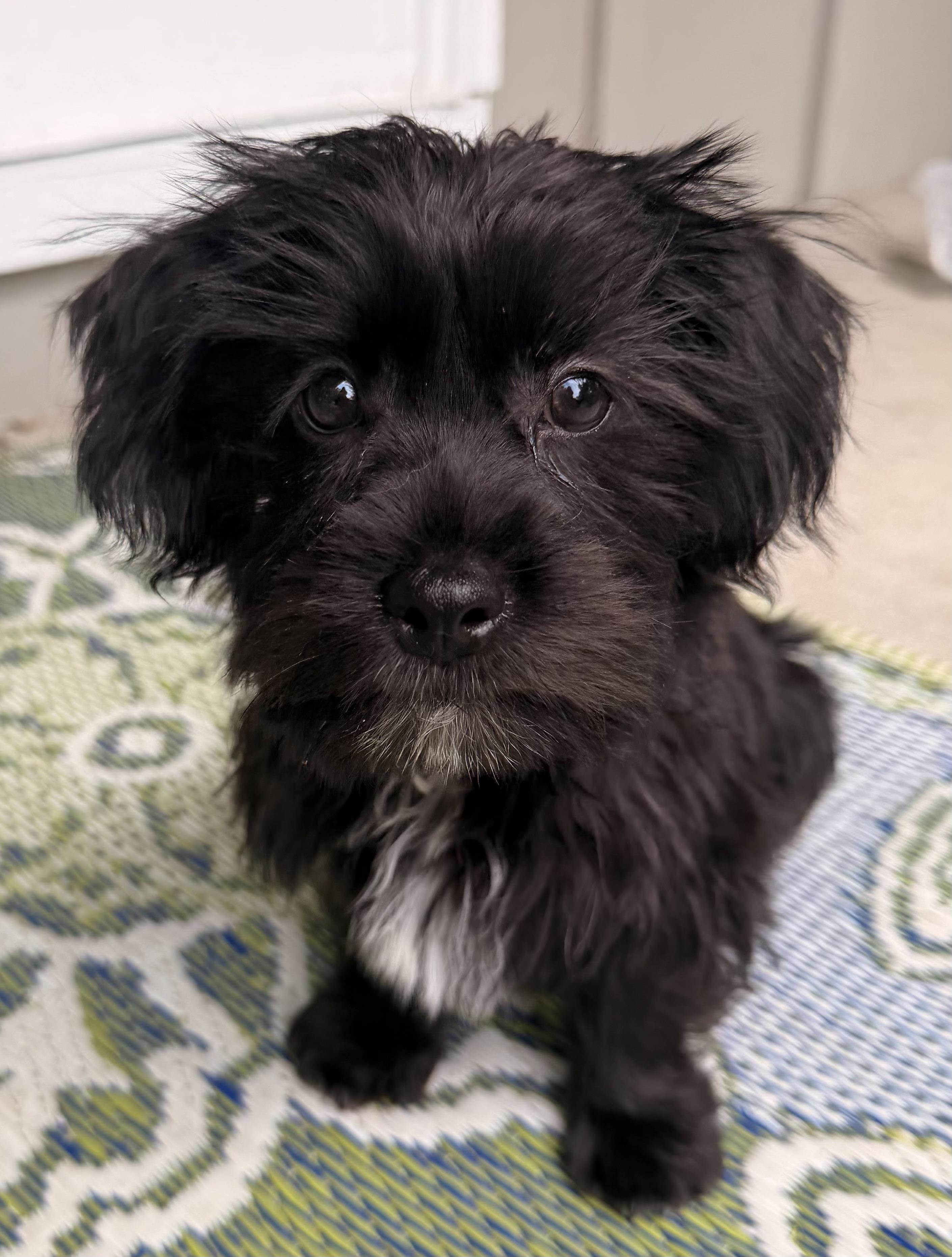 Felix, adopted, Puppy Male Shih Tzu & Yorkshire Terrier.