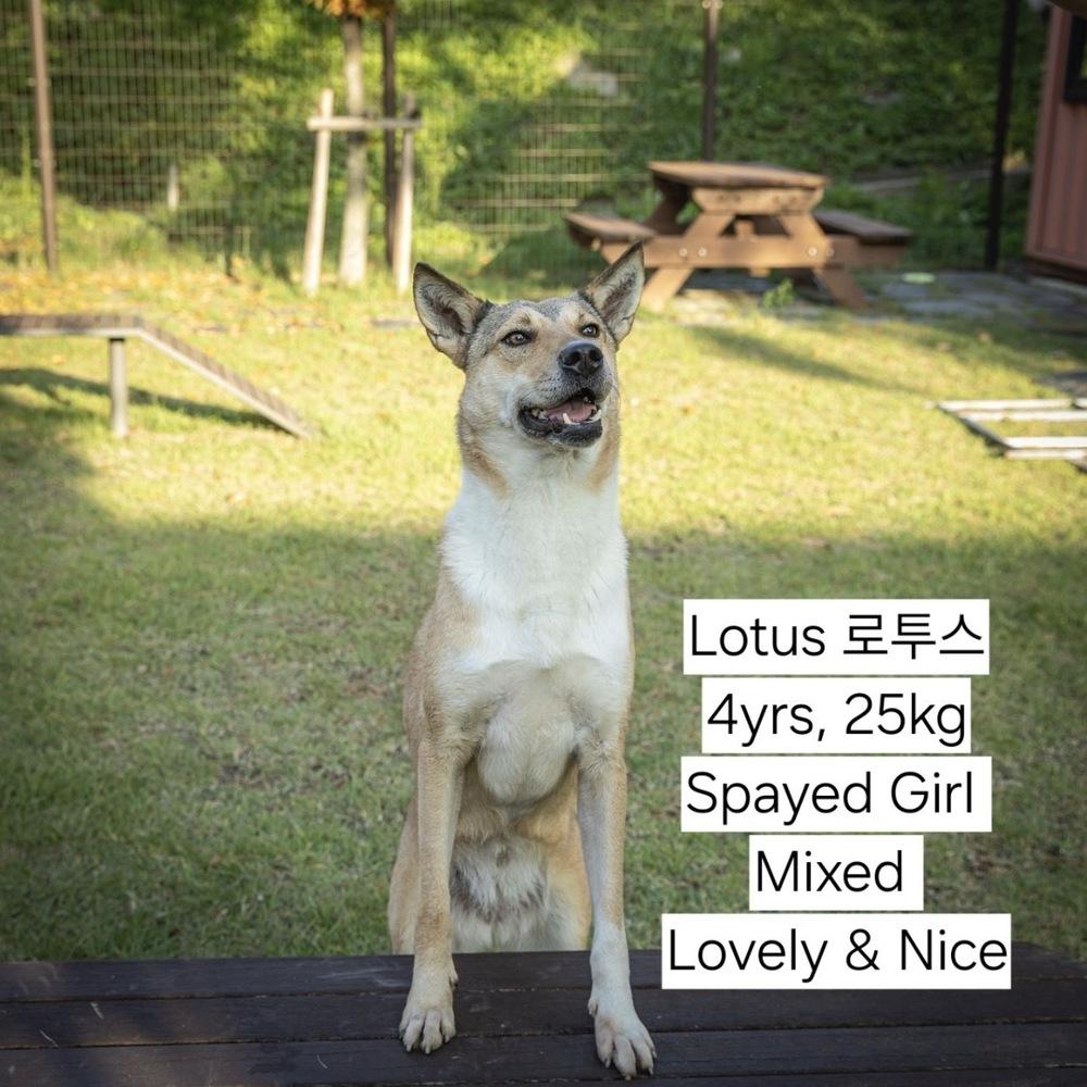 Enlarge LOTUS, a Adoptable mixed breed in Long Island City, NY image 1/1