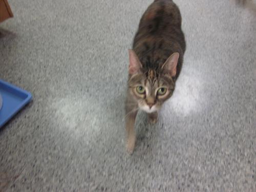 Spot, Adopted, Adult Female Tabby.