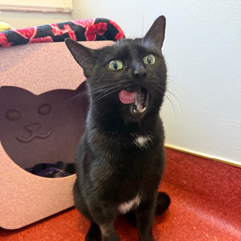 Pip, Adoptable, Young Female Domestic Short Hair.