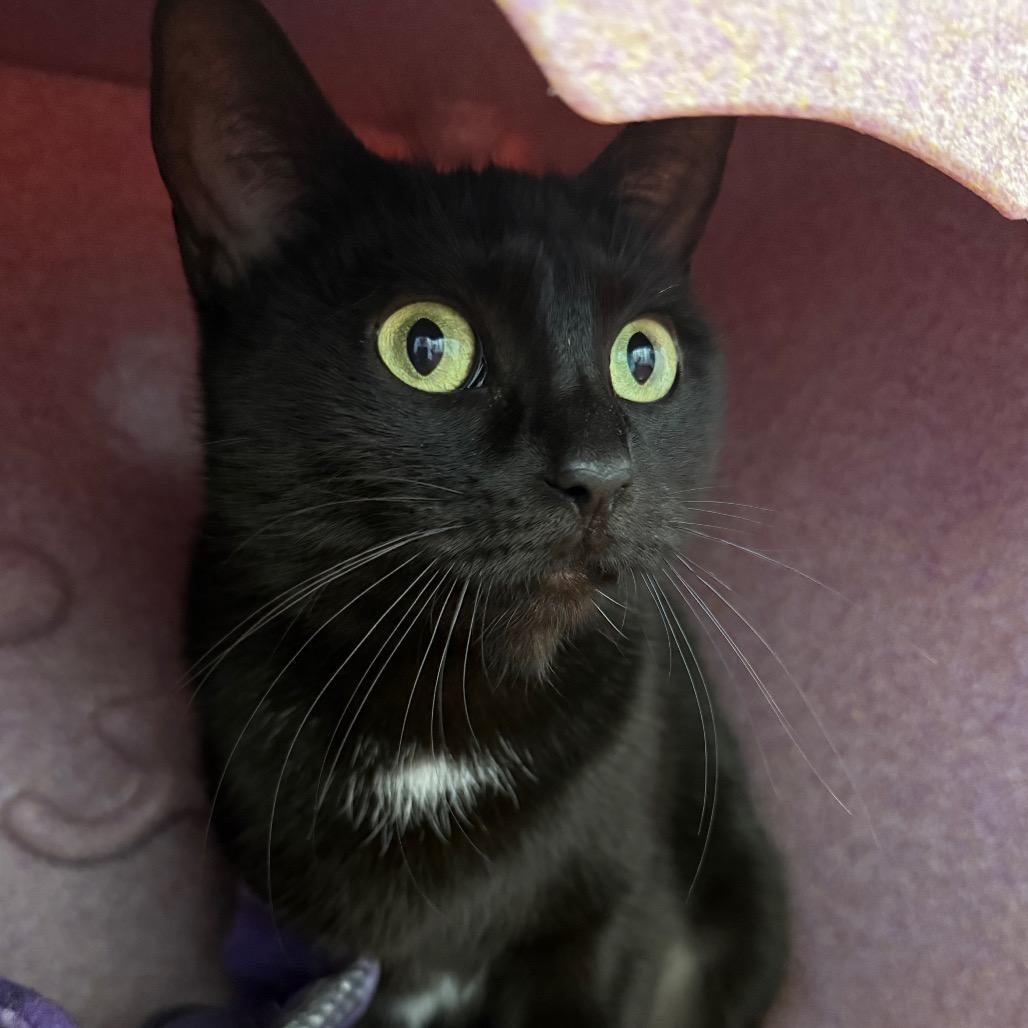 Enlarge Pip, a Adoptable Domestic Short Hair in Los Angeles, CA image 2/6