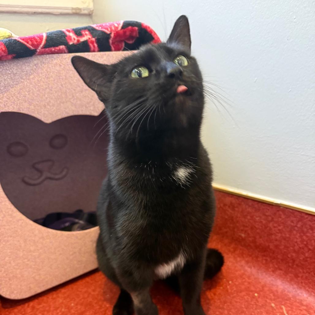 Enlarge Pip, a Adoptable Domestic Short Hair in Los Angeles, CA image 3/6