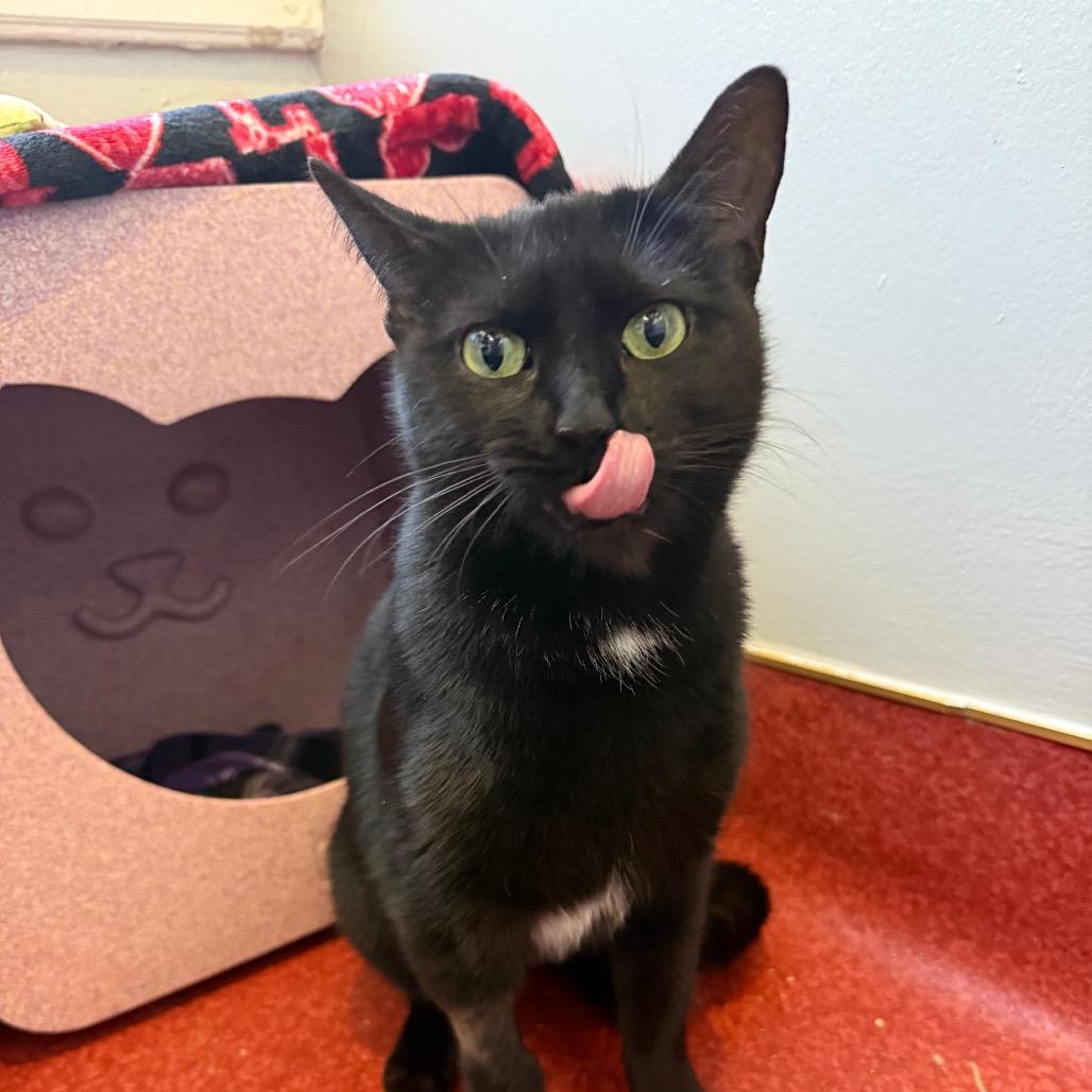 Enlarge Pip, a Adoptable Domestic Short Hair in Los Angeles, CA image 6/6