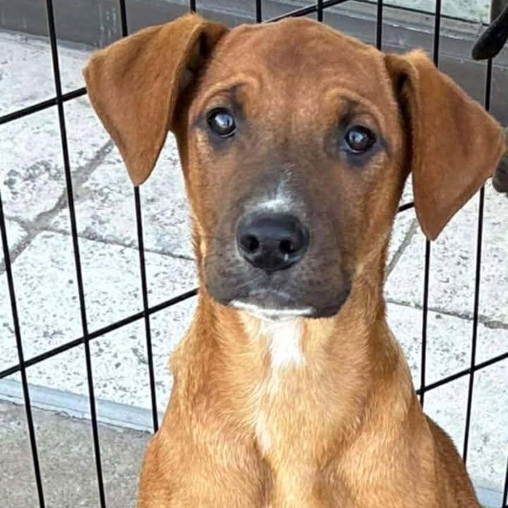 Ginger, a Adoptable mixed breed in Cleveland, OK image 1/2