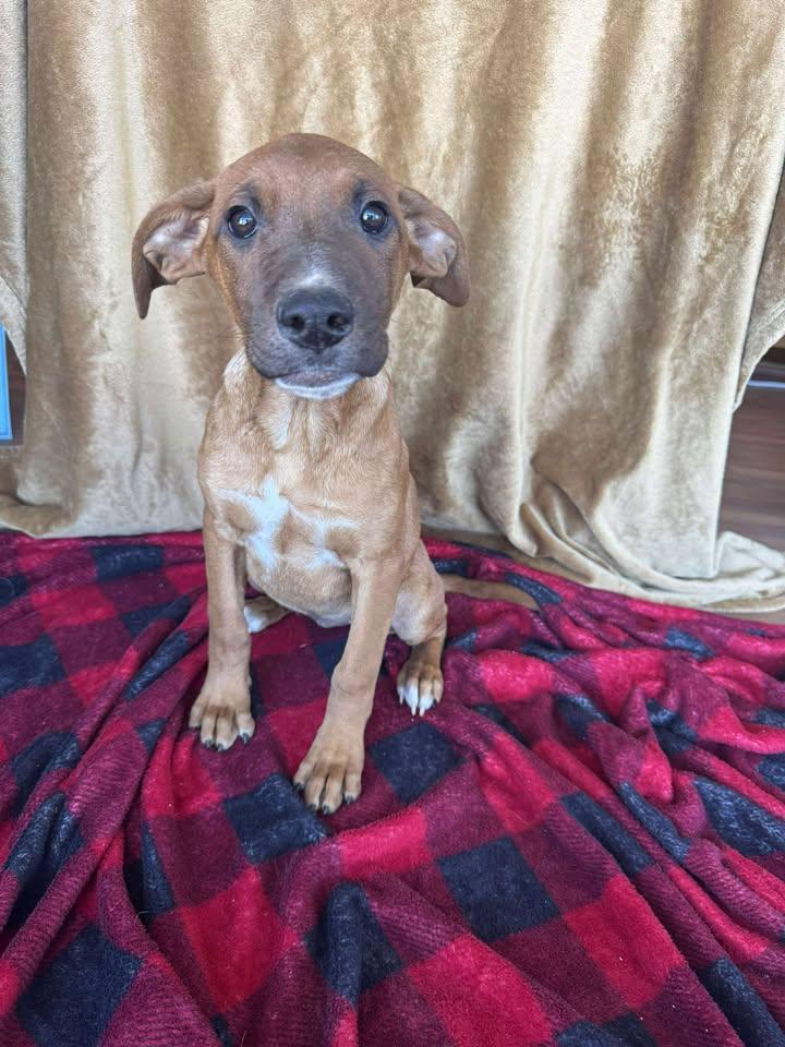 Ginger, a Adoptable mixed breed in Cleveland, OK image 2/2