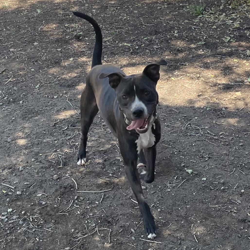 Zeus, Adoptable, Adult Male Black Labrador Retriever & Boston Terrier.