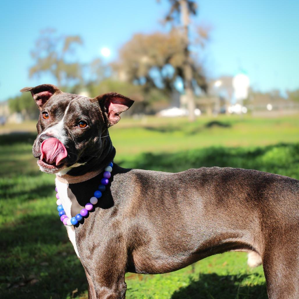 Zeus, a Adoptable mixed breed in Spokane, WA image 1/3