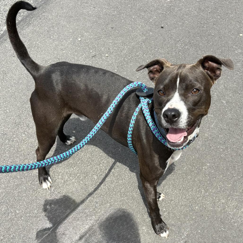 Enlarge Zeus, a Adoptable mixed breed in Spokane, WA image 3/6