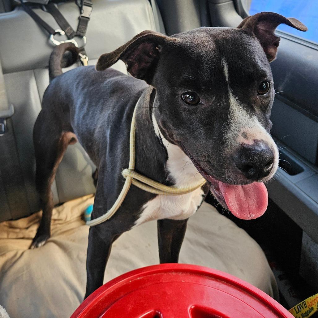 Zeus, a Adoptable mixed breed in Spokane, WA image 2/3