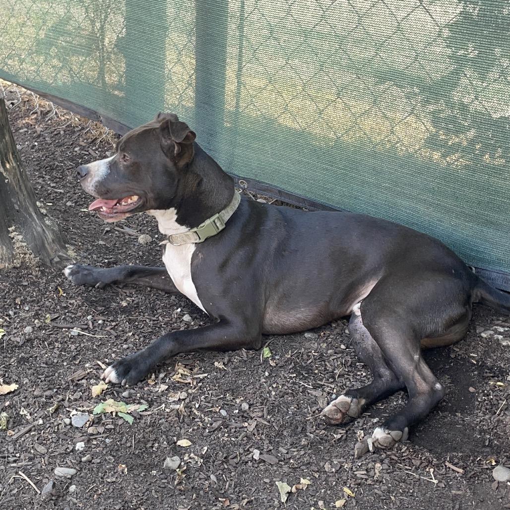 Enlarge Zeus, a Adoptable mixed breed in Spokane, WA image 5/6