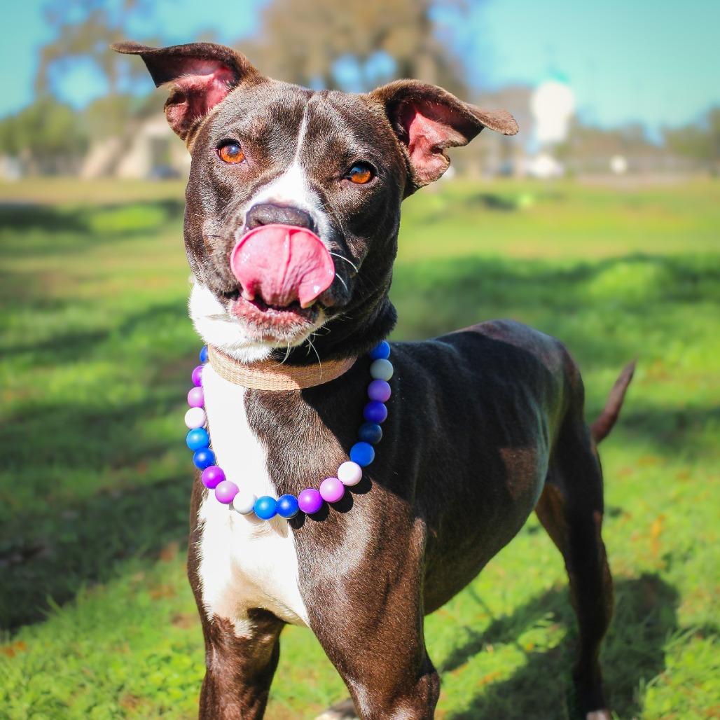 Zeus, a Adoptable mixed breed in Spokane, WA image 3/3