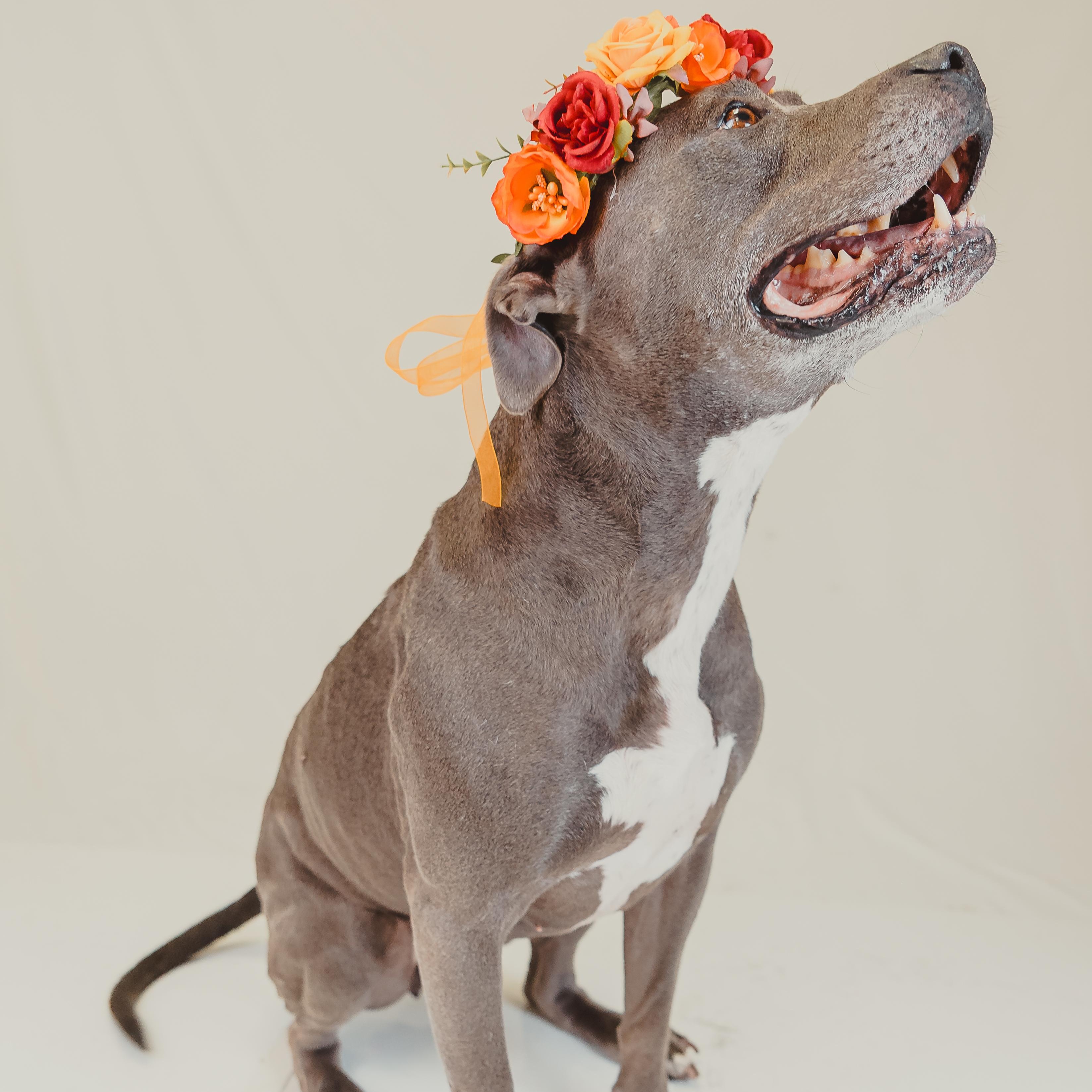 Enlarge Sunny, a Adoptable mixed breed in Krum, TX image 5/6