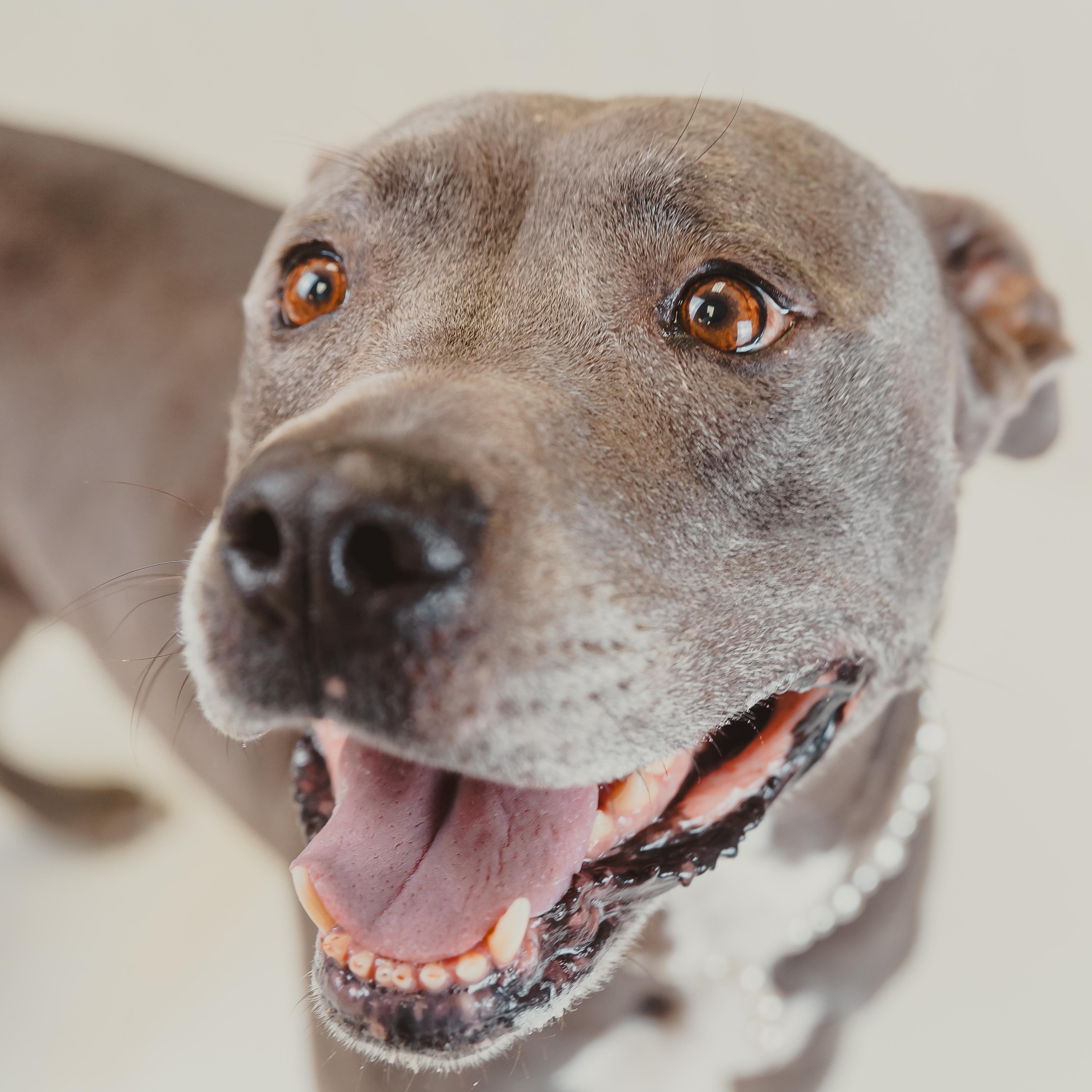 Enlarge Sunny, a Adoptable mixed breed in Krum, TX image 3/6