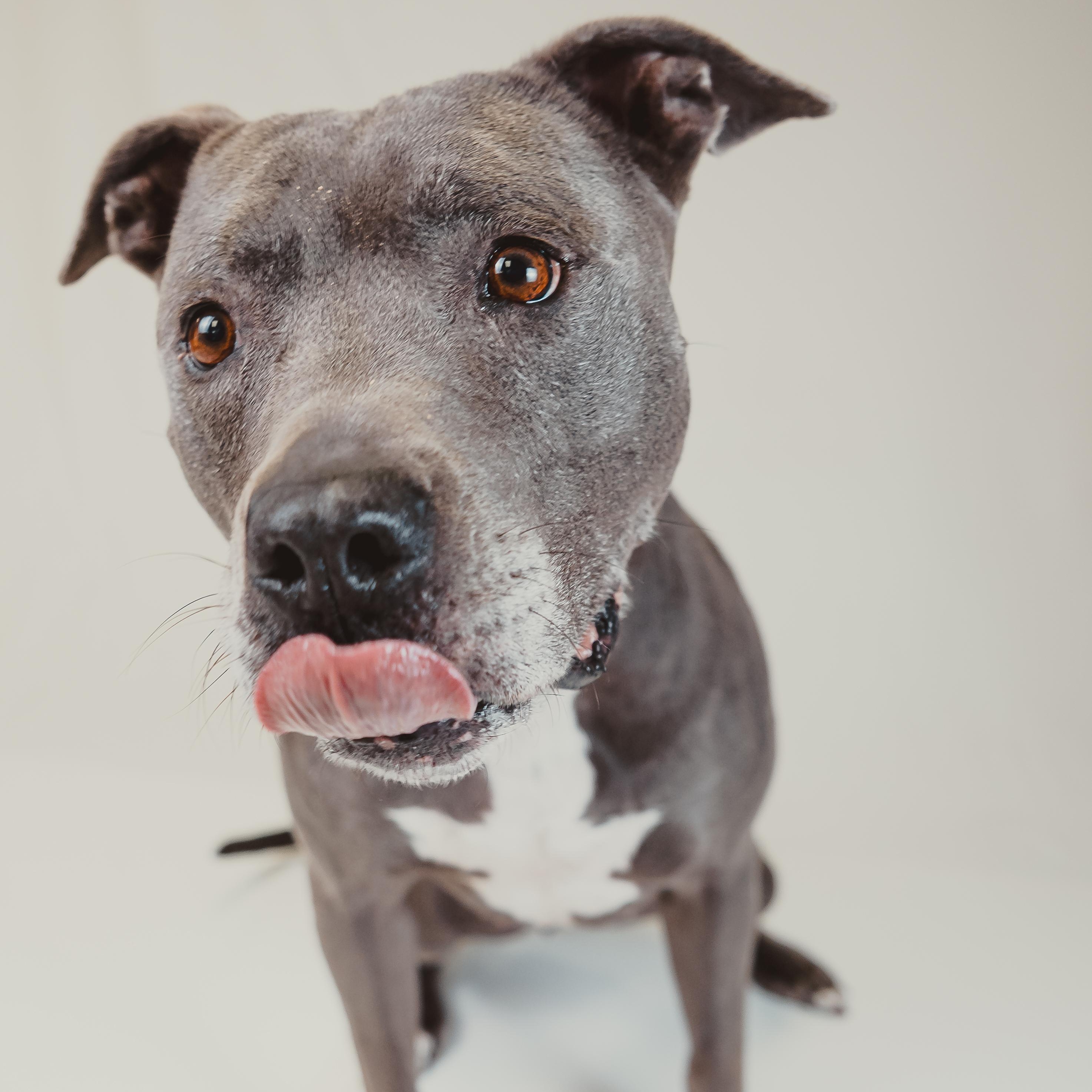 Enlarge Sunny, a Adoptable mixed breed in Krum, TX image 6/6