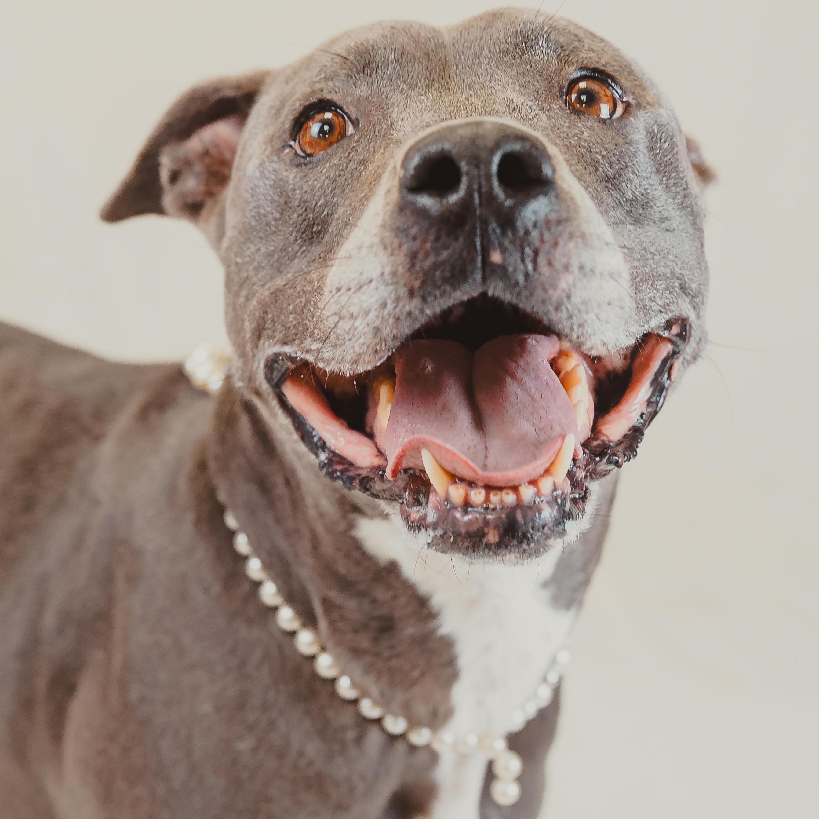Sunny, Adoptable, Adult Female Pit Bull Terrier.
