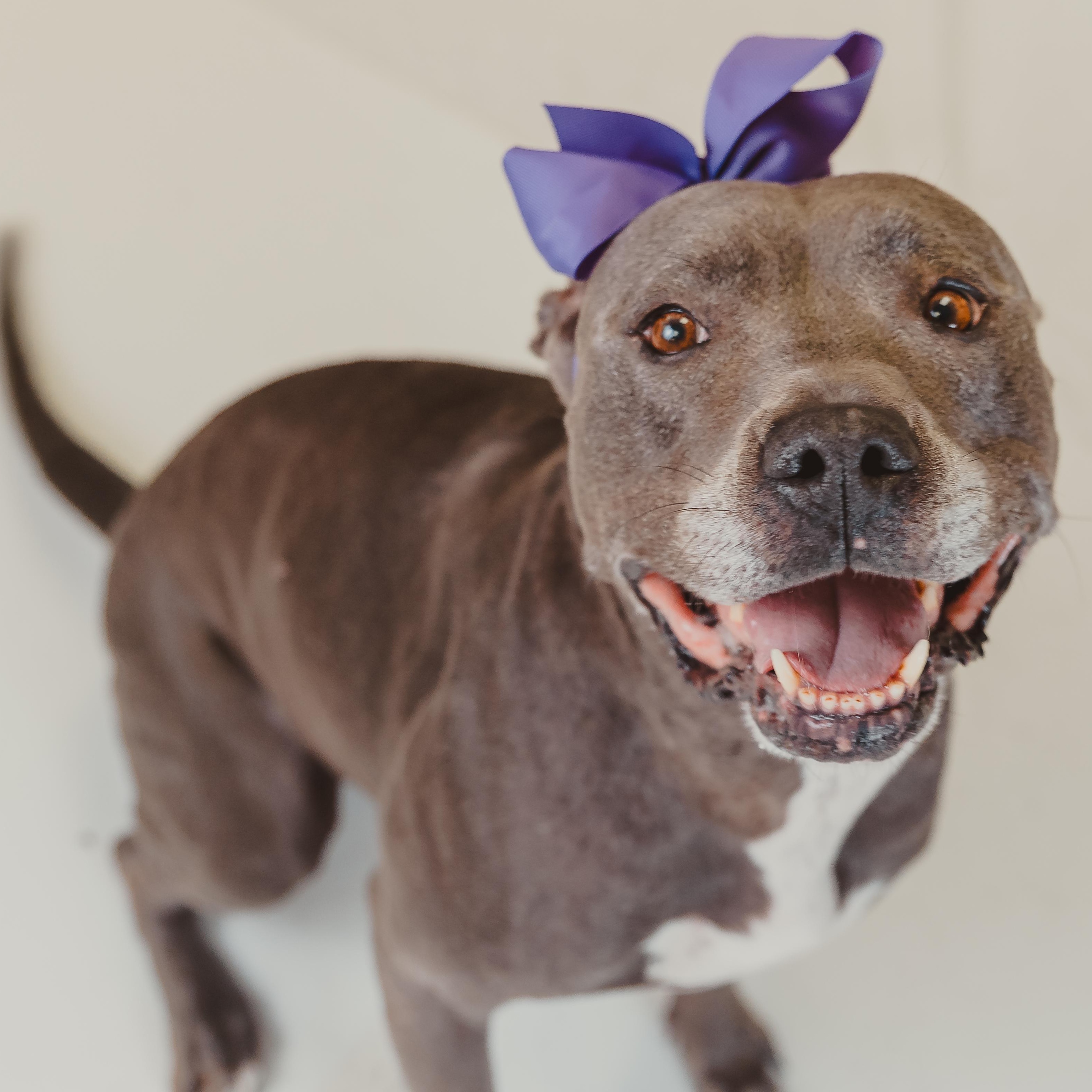 Enlarge Sunny, a Adoptable mixed breed in Krum, TX image 2/6