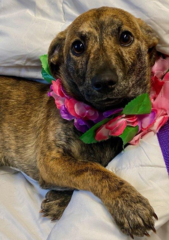 Enlarge Sydney, an adopted mixed breed in Colusa, CA image 6/6