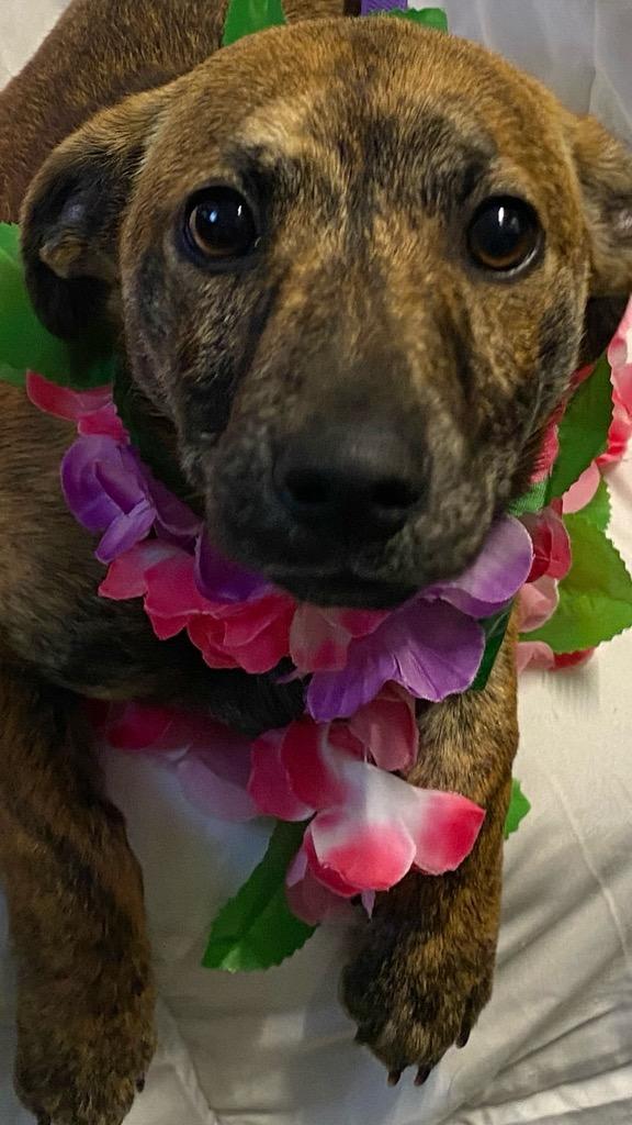 Enlarge Sydney, an adopted mixed breed in Colusa, CA image 5/6