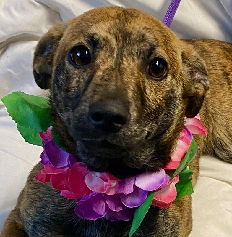 Sydney, adopted, Puppy Female Terrier.