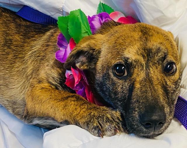 Enlarge Sydney, an adopted mixed breed in Colusa, CA image 2/6