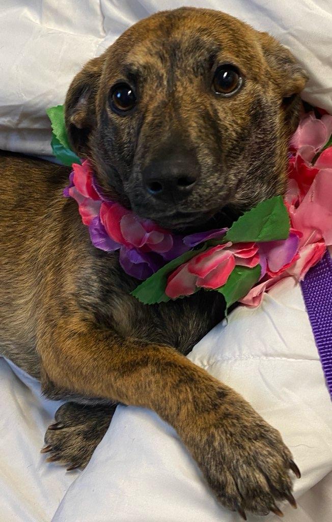 Enlarge Sydney, an adopted mixed breed in Colusa, CA image 3/6