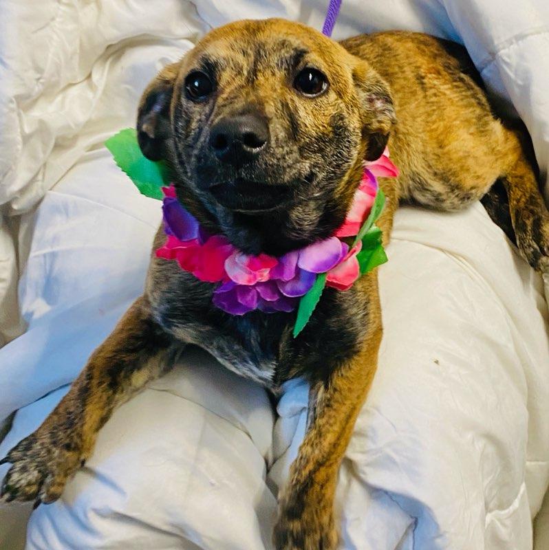 Enlarge Sydney, an adopted mixed breed in Colusa, CA image 4/6