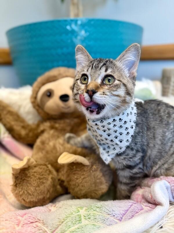 Shirley, Adoptable, Kitten Female Domestic Short Hair.