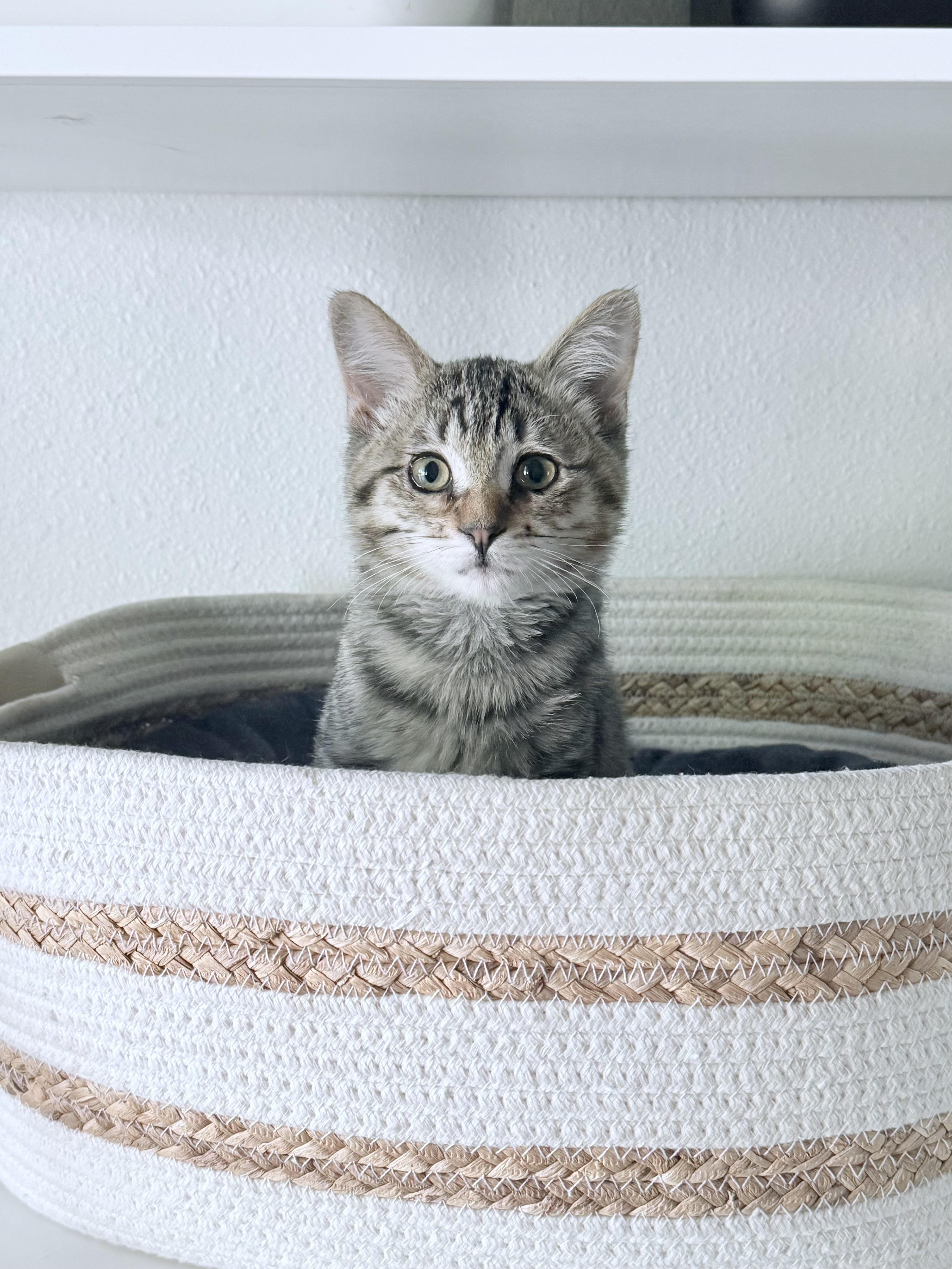 Shirley, a Adoptable Domestic Short Hair in Fruit Heights, UT image 2/6