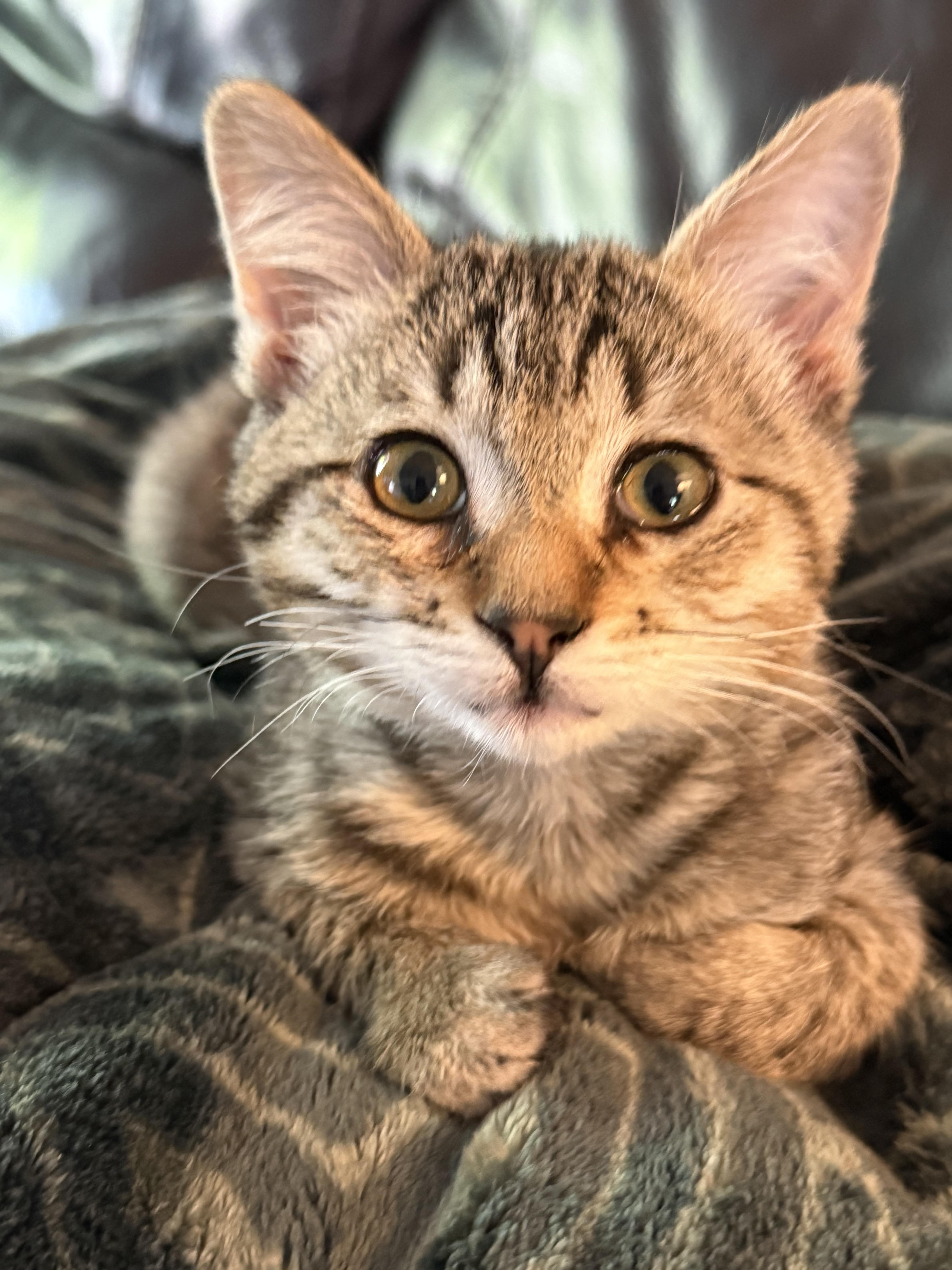 Shirley, a Adoptable Domestic Short Hair in Fruit Heights, UT image 3/6